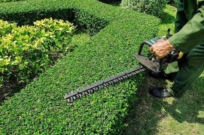 Hedge trimming service by All Surface Cleaning in Dublin