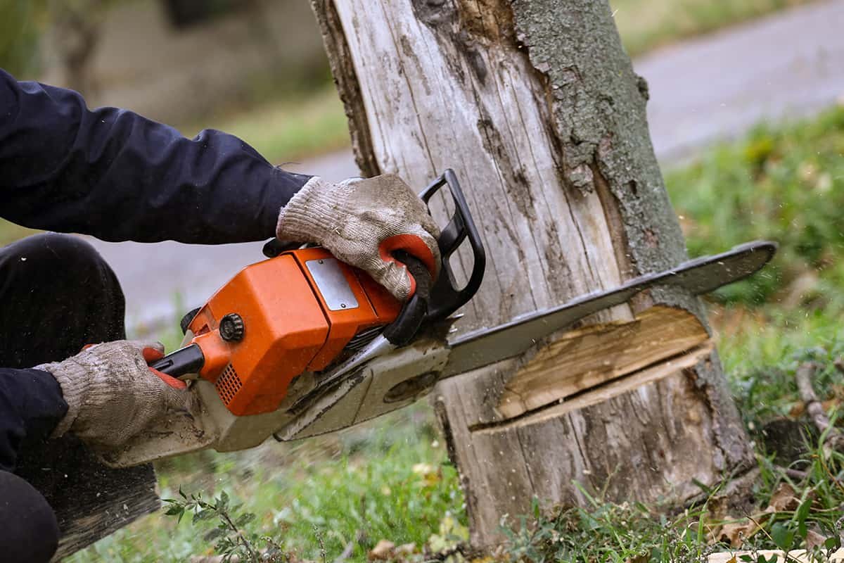 Tree cutting service by All Surface Cleaning in Dublin